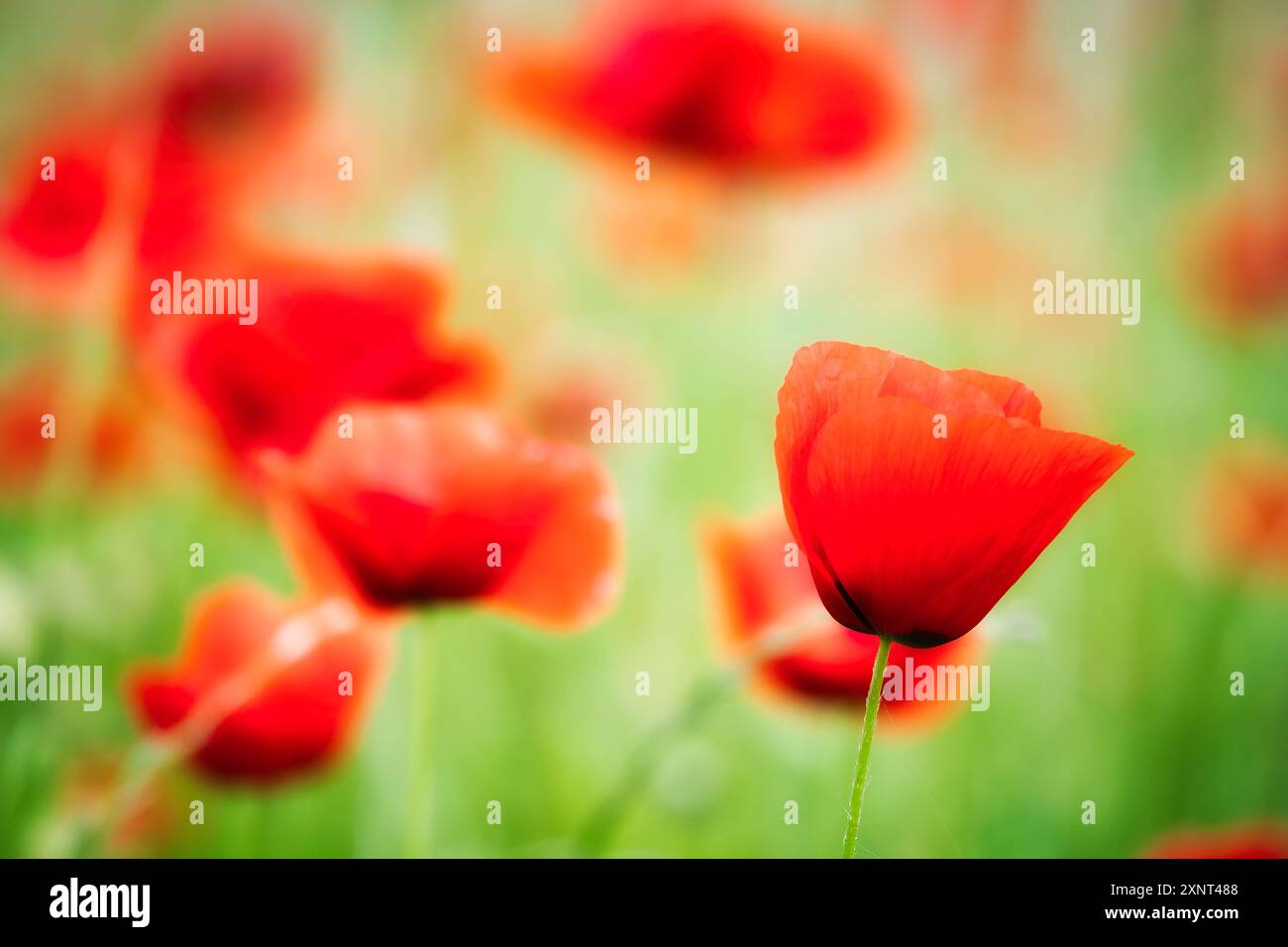 Maismohn auf einer Sommerwiese mit roten Blüten. Wildblume aus der Natur. Rote Punkte in grüner Umgebung Stockfoto