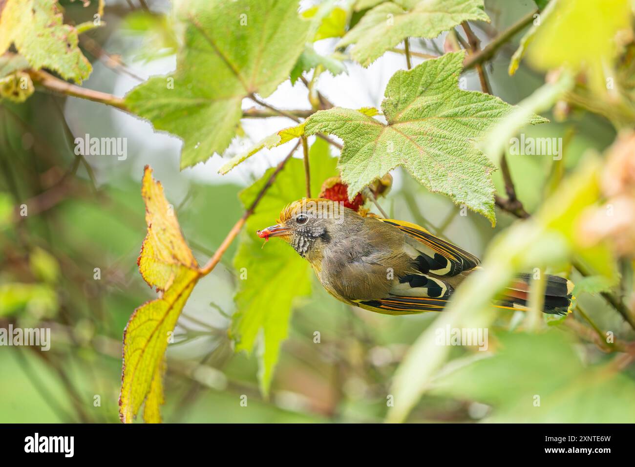 Barthroated Minla oder Kastanienschwanzminla Actinodura strigula Stockfoto