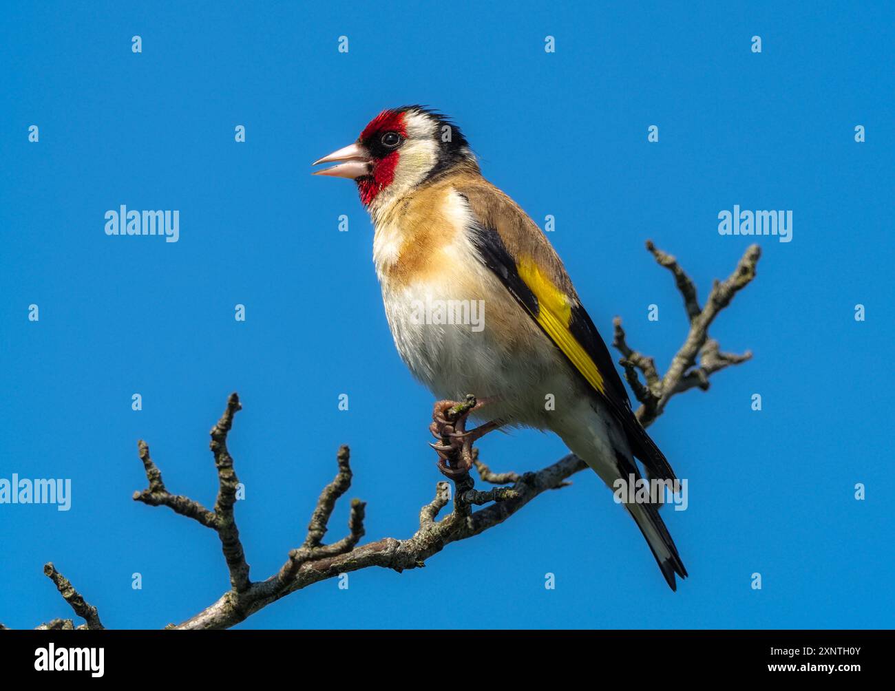 Goldfinch, Teifi Marshes Nature Reserve, Cardigan, Wales. Stockfoto
