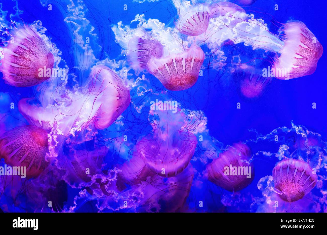 Lebendige abstrakte Tapete mit einer faszinierenden Gruppe von Quallen, die in Neonfarben vor einem ruhigen blauen Wasserhintergrund leuchten, perfekt für Uniqu Stockfoto