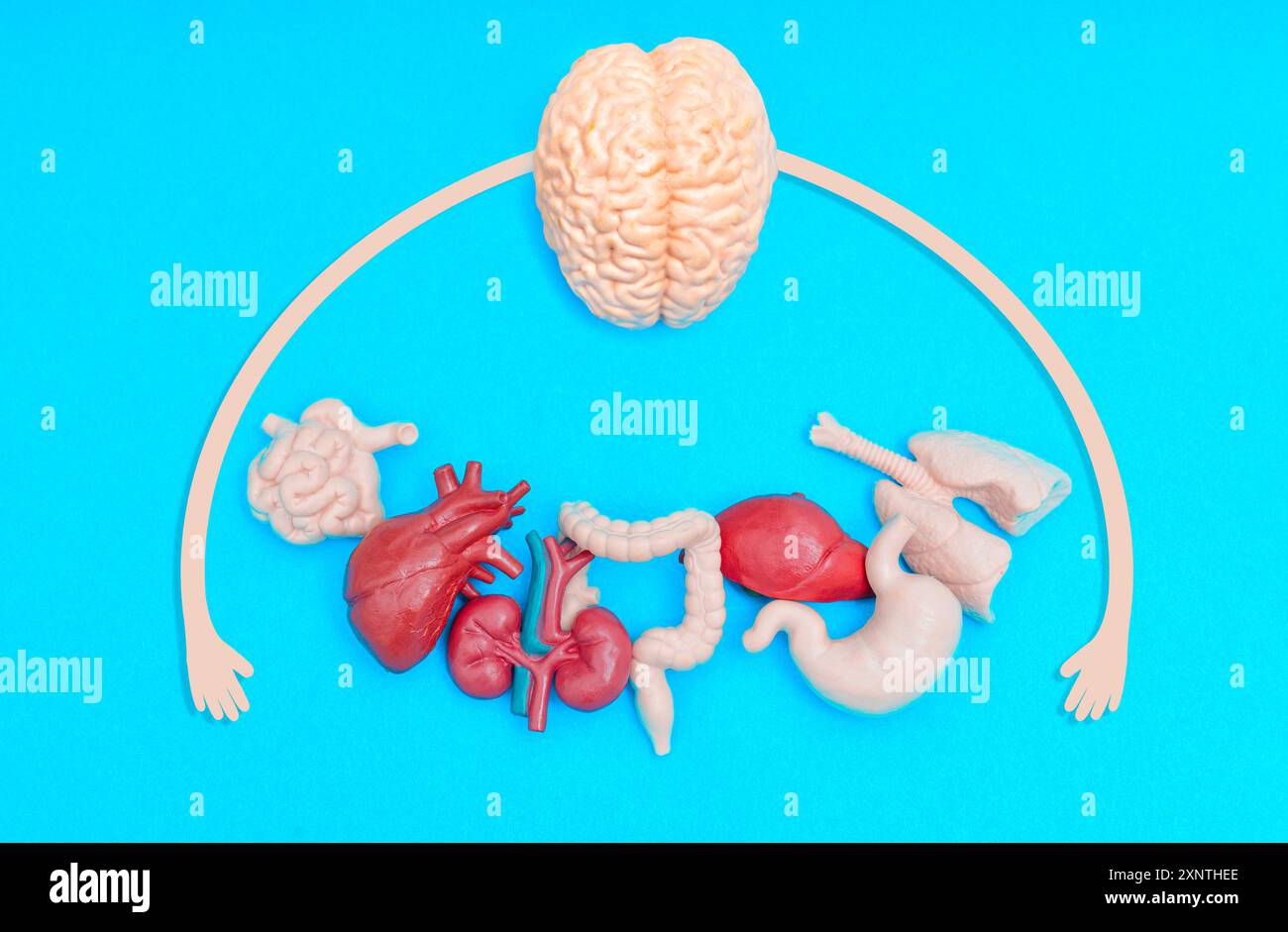 Bunte Anordnung von Gehirn und verschiedenen Organmodellen auf blauem Hintergrund. Stilisierte Hände symbolisieren die Interaktion und Konnektivität der Organe. Stockfoto