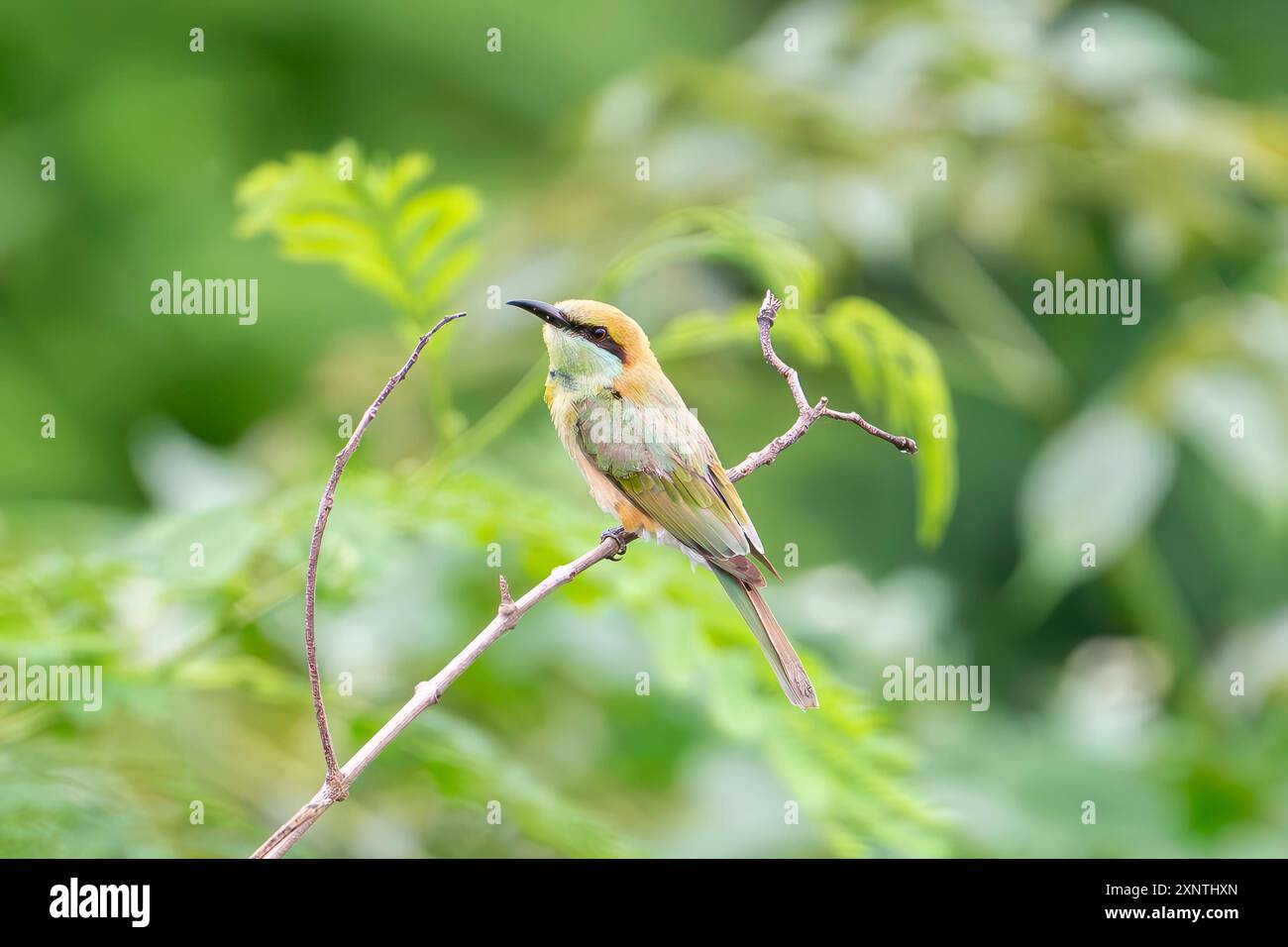 Asiatischer Grünbienenfresser, Merops orientalis Stockfoto