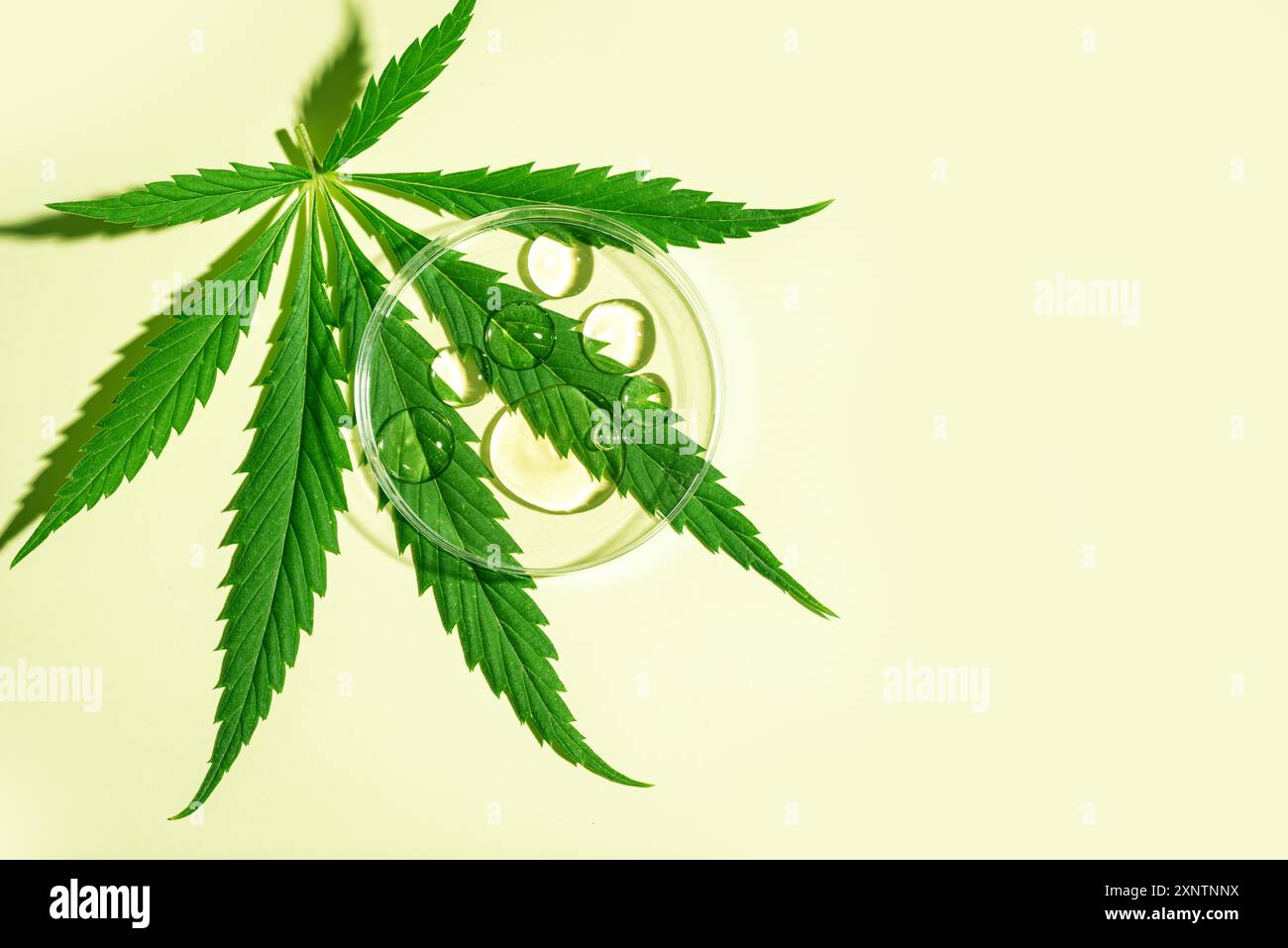 Cannabispflanze, frisches grünes Hanfblatt und Petrischale und cbd-Öltropfen auf grünem Hintergrund, Draufsicht, Kopierraum. Stockfoto