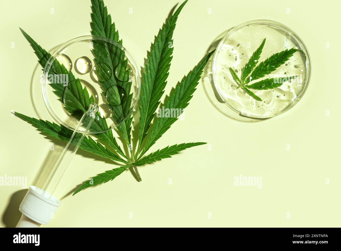Cannabispflanze, frische grüne Hanfblätter in Petrischale und cbd-Öltropfen auf grünem Hintergrund, Draufsicht, Kopierraum. Stockfoto