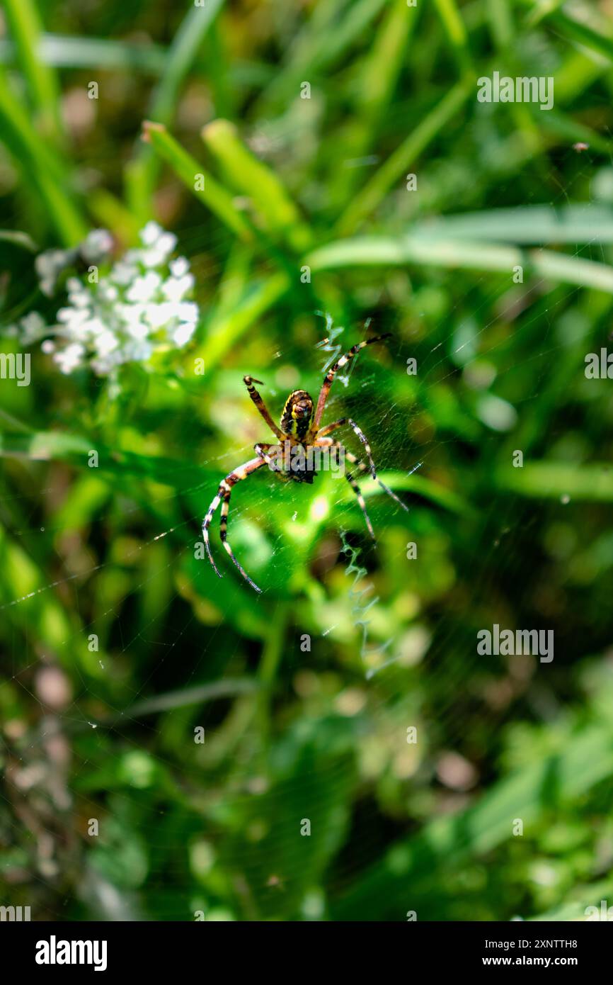 Wespenspinne, gestreifte Spinne aus der Familie der Araneidae Stockfoto