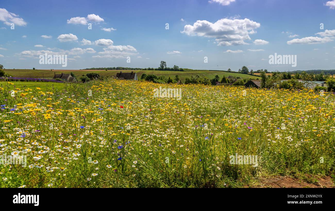 Cotswold Lavendel Lebendige Wildblumenfelder. Stockfoto