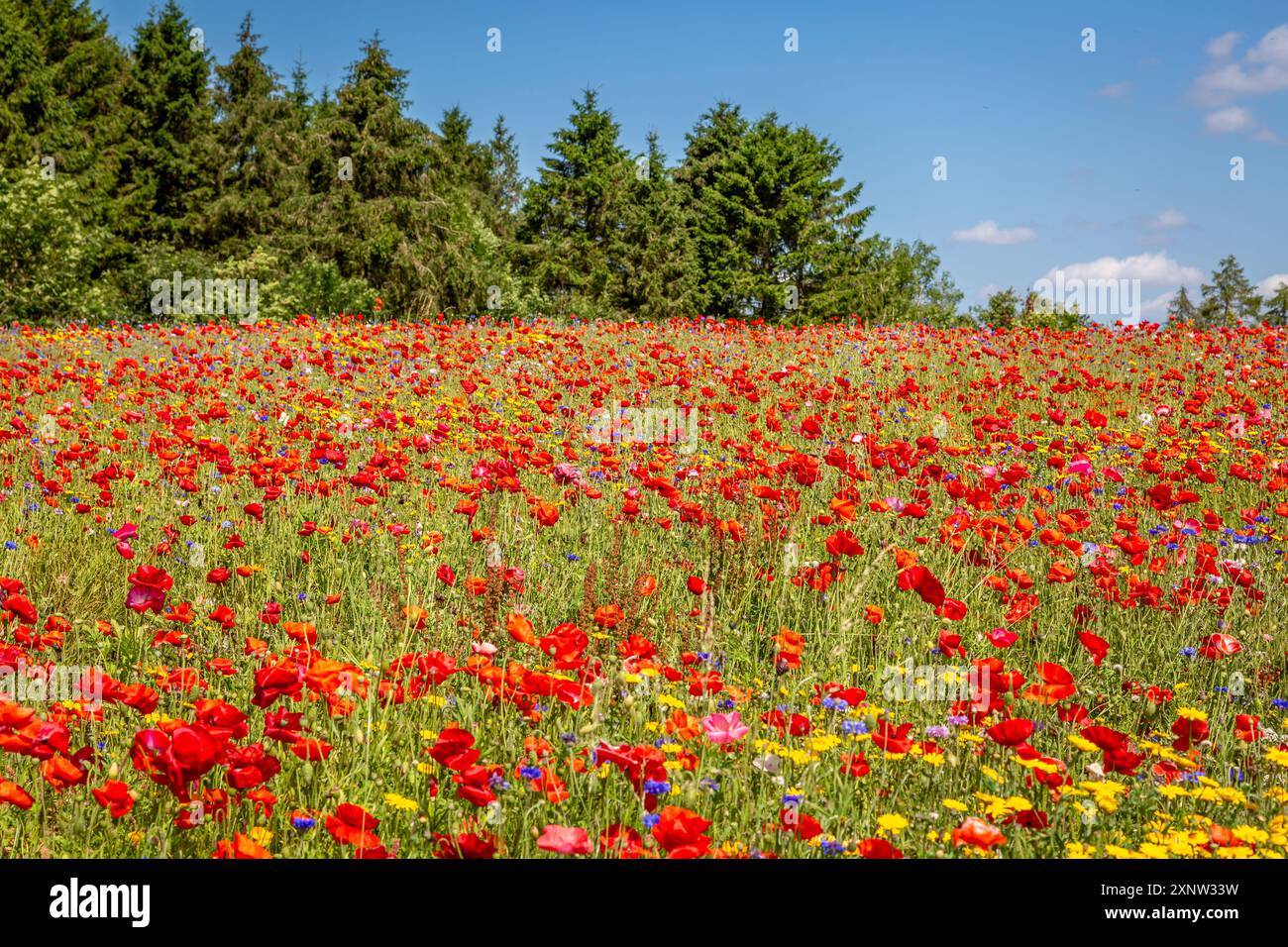 Cotswold Lavendel Lebendige Wildblumenfelder. Stockfoto