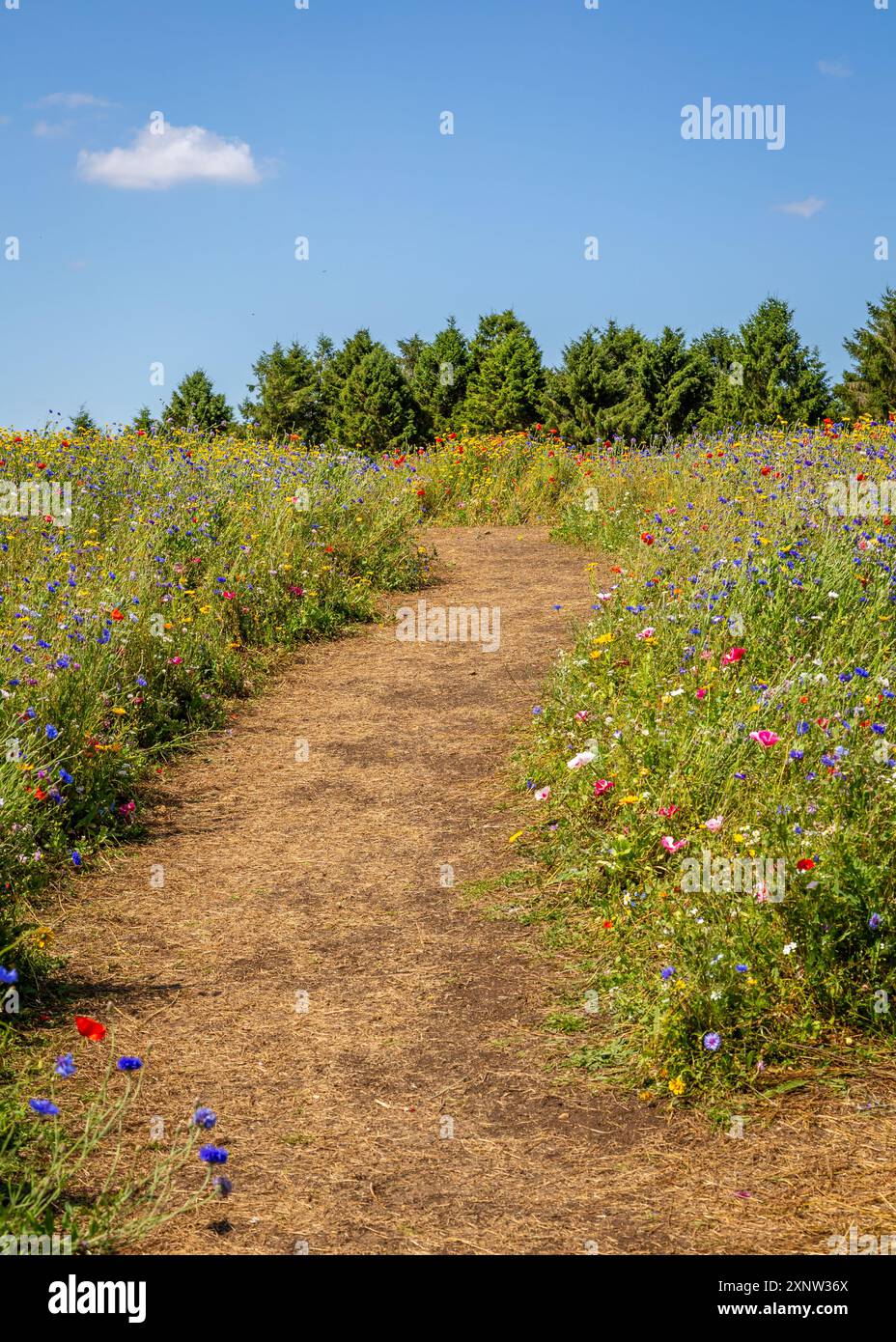Cotswold Lavendel Lebendige Wildblumenfelder. Stockfoto