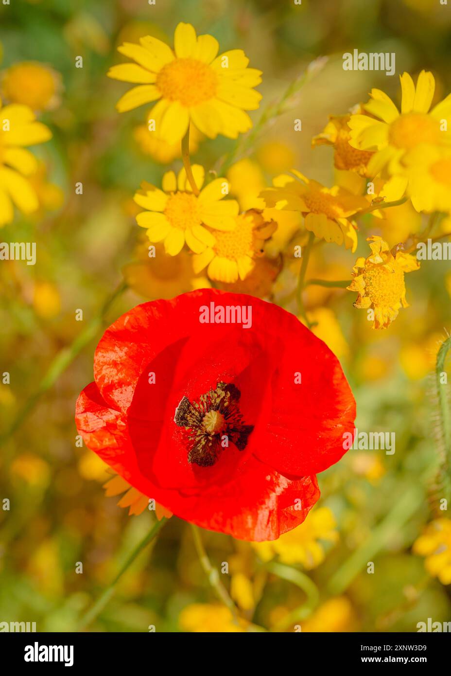 Cotswold Lavendel Lebendige Wildblumenfelder. Stockfoto