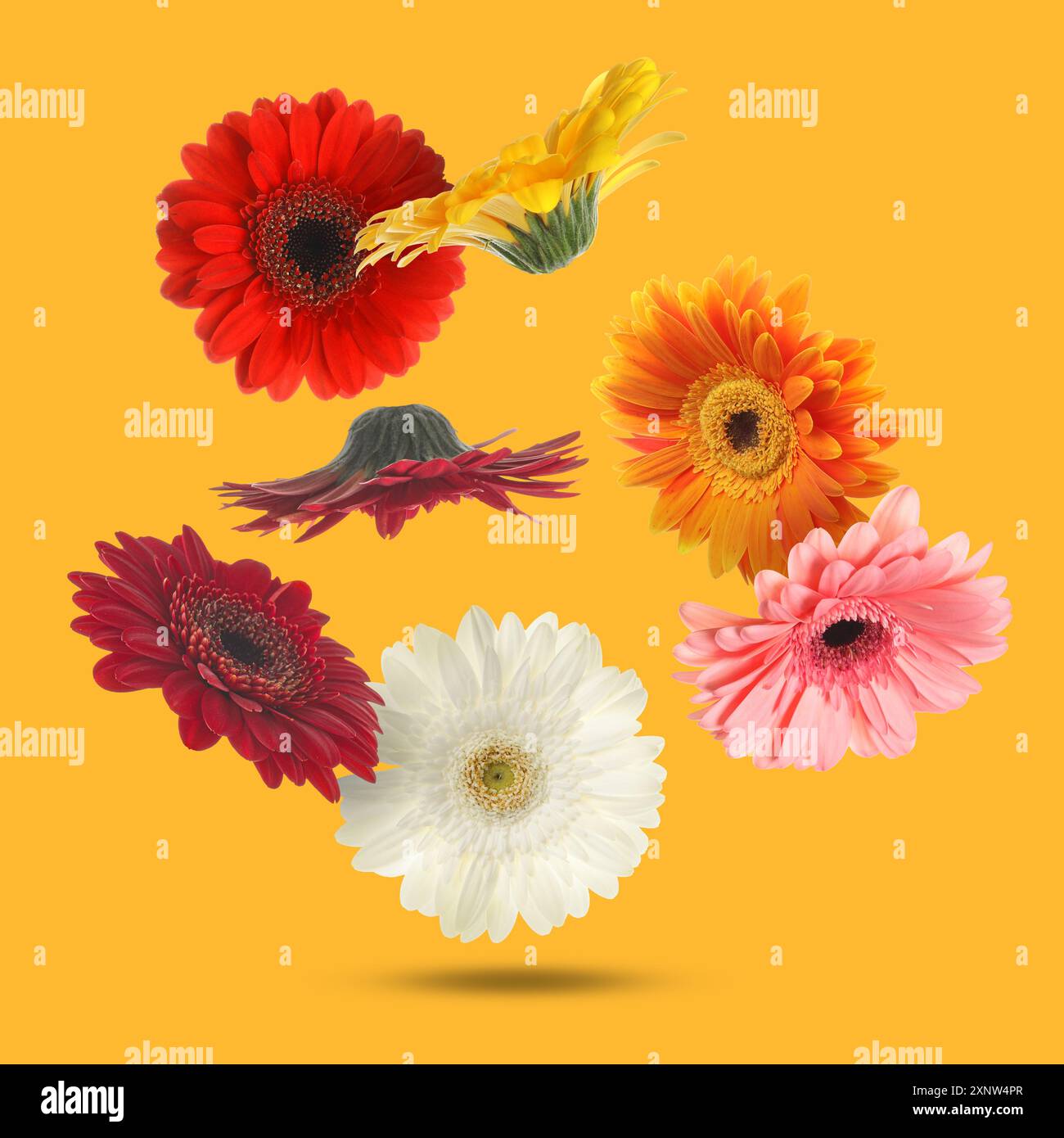 Bunte Gerbera-Blüten in der Luft auf orangem Hintergrund Stockfoto