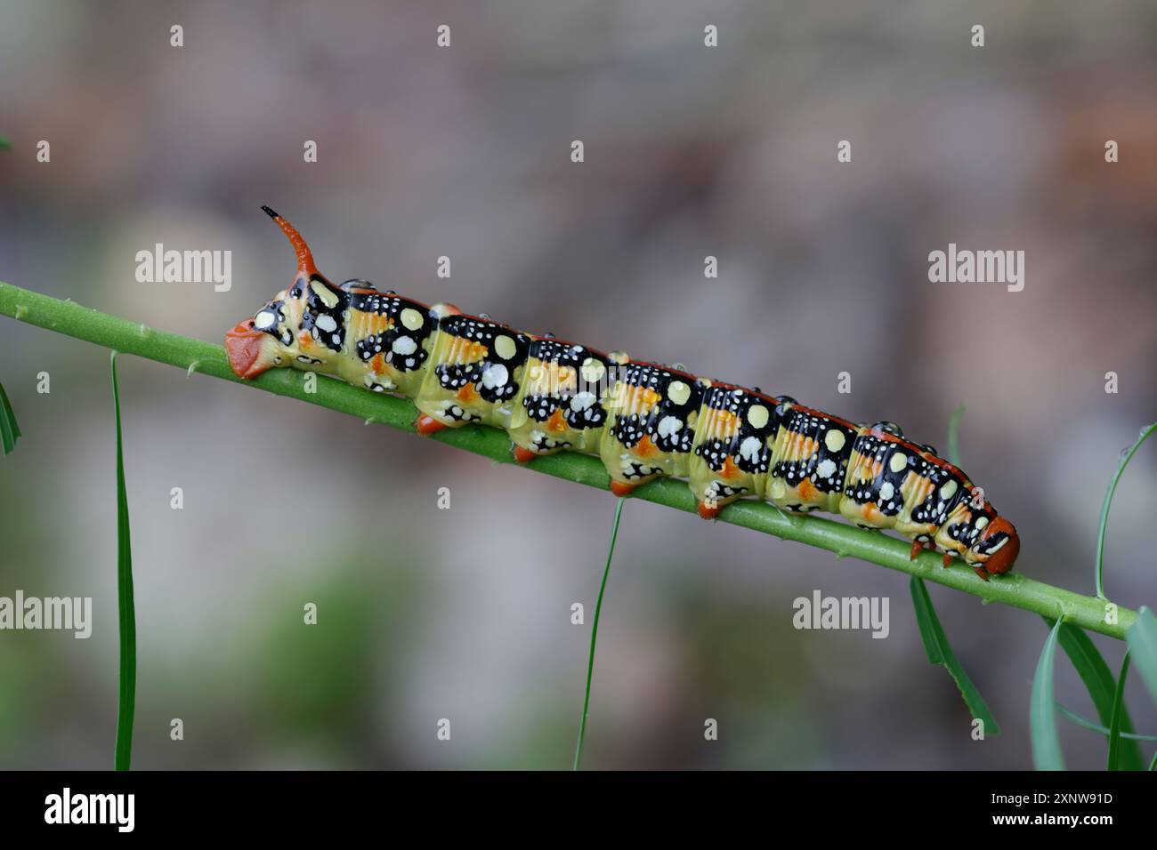 Grüne Spurge Hawkmoth Raupe Stockfoto