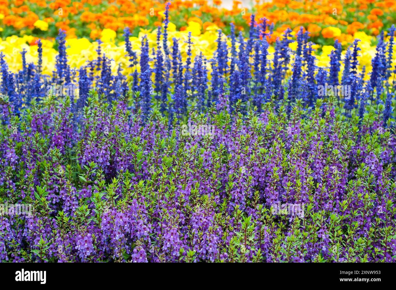 Angelonia angustifolia lila oder Summer Snapdragon und Salvia Blue Stockfoto