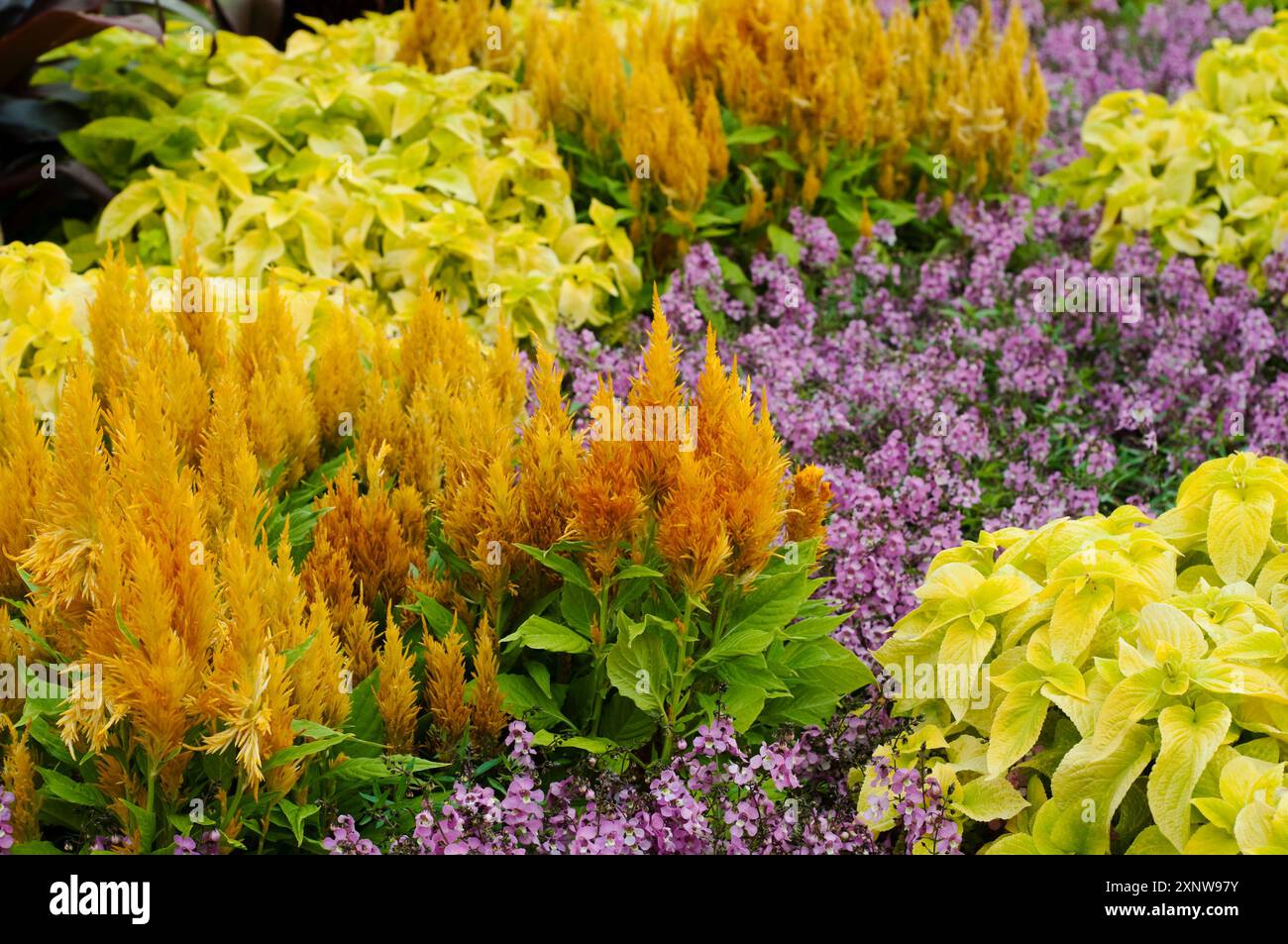 Celosia und Angelonia angustifolia oder Summer Snapdragon Stockfoto