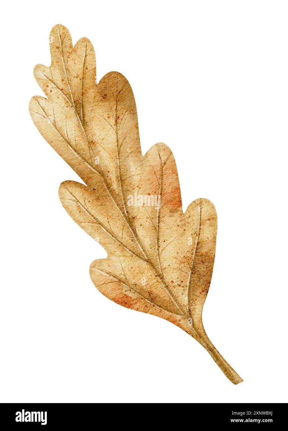 Aquarell Herbst Eiche Blatt Illustration mit detaillierter Textur in Erdtönen auf isoliertem Hintergrund. Zeichnung der Herbstpflanze für Erntegrußkarten oder Halloween-Einladungen. Stockfoto