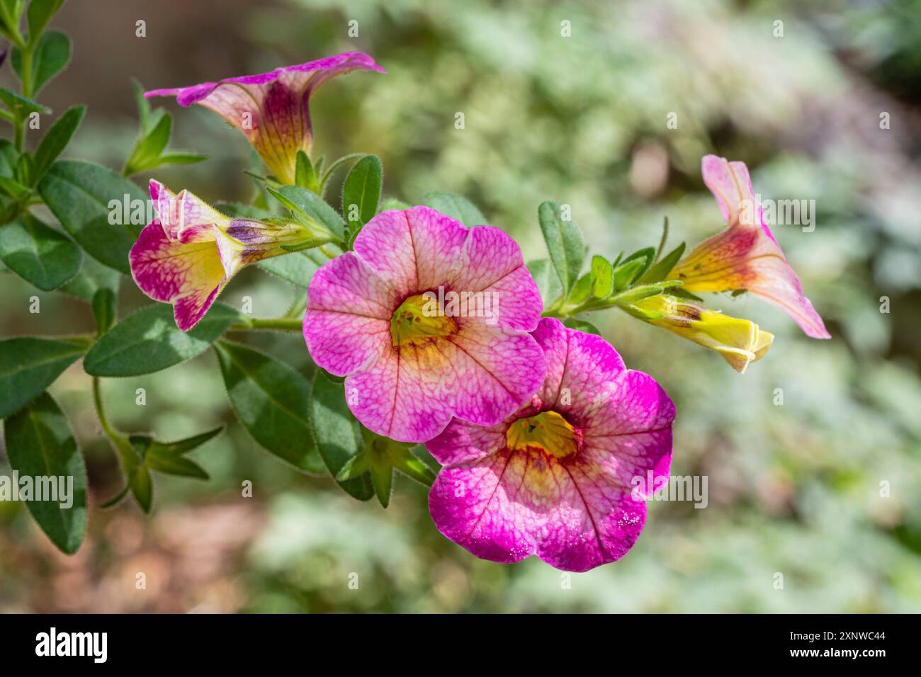 Nahaufnahme der leuchtend rosa und gelben Blüten von calibrachoa parviflora, auch bekannt als Petunie am Meer, die im Garten im Freien blüht Stockfoto