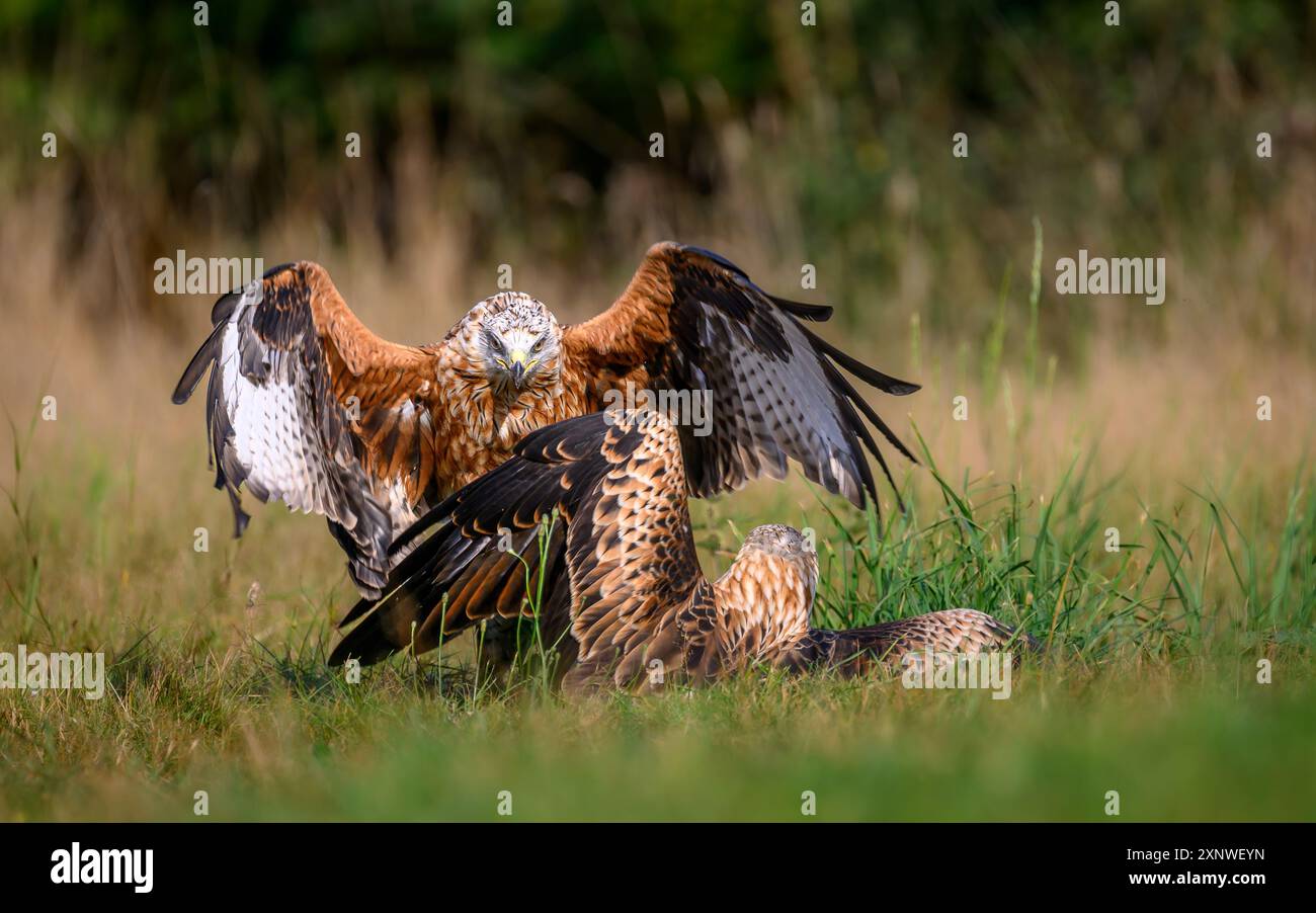 Die beiden roten Drachen streiten über Beute in einem grasbewachsenen Feld mit verschwommenem Hintergrund Stockfoto