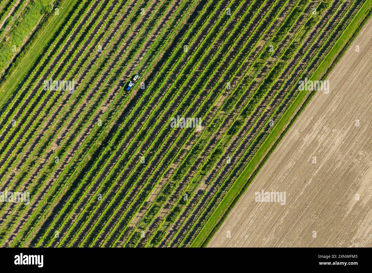 Ein Traktor pflügt ein Feld im Potal in der Nähe der Euganeischen Hügel in Veneto, Italien. Stockfoto