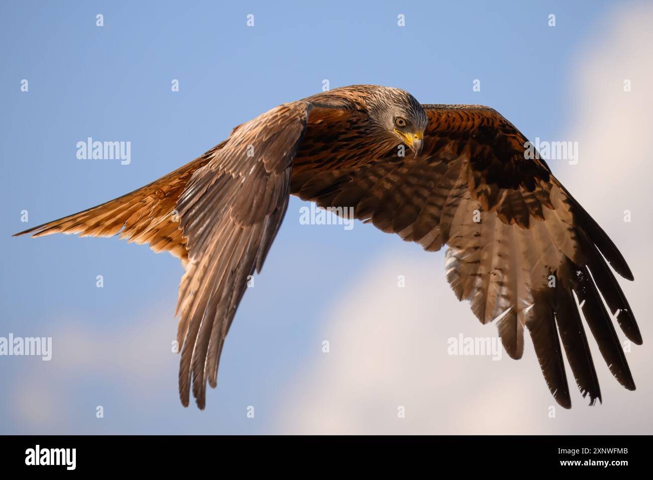 Roter Drachen in der goldenen Stunde Mallorcas Stockfoto