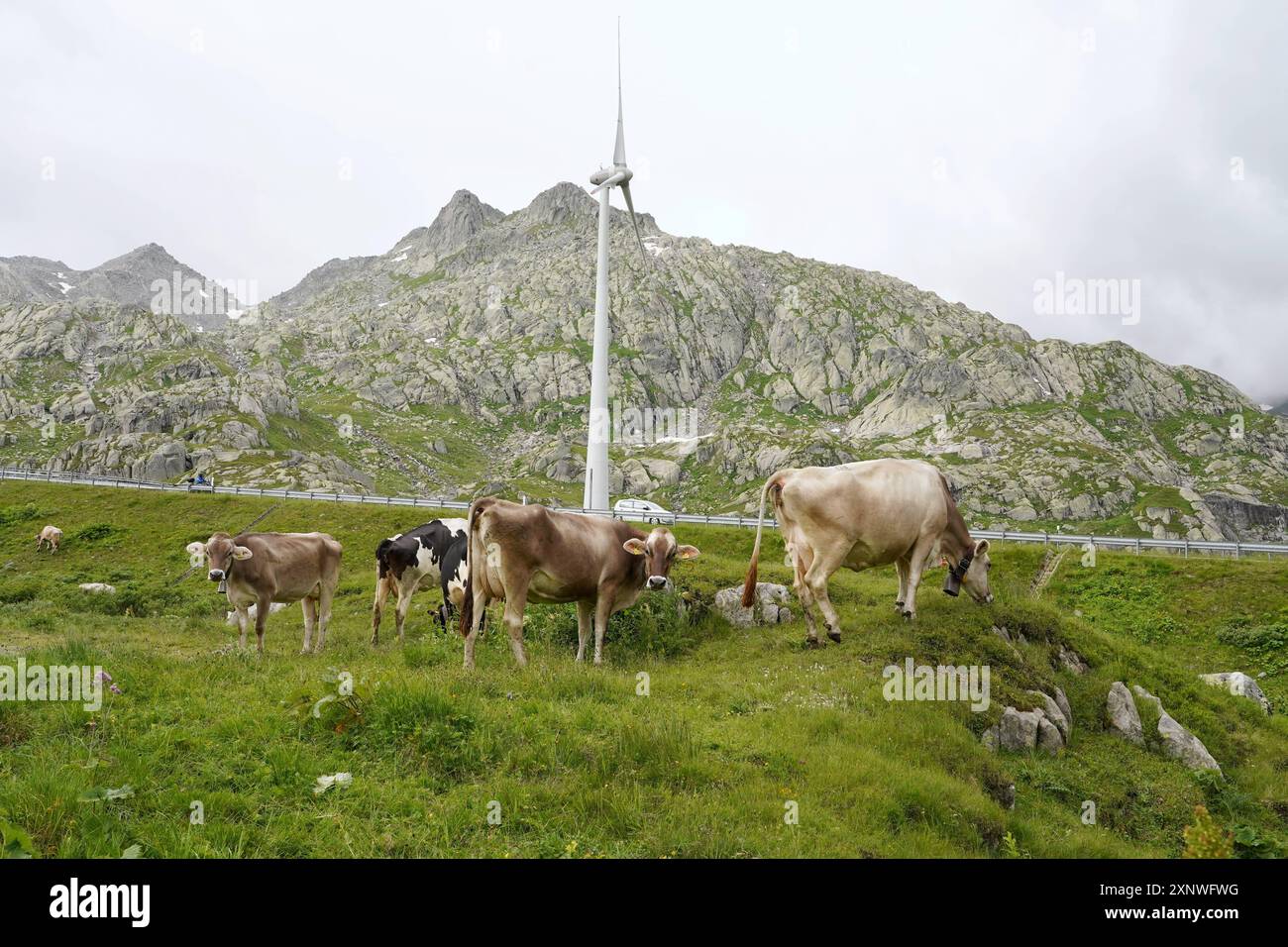 Anton Geisser 02.08.2024 Bild : Kuehe auf einer Weide. Hinten Gotthard Windpark Windraeder *** Anton Geisser 02 08 2024 Bild Kühe auf einer Weide hinter Gotthard Windpark Windräder Stockfoto