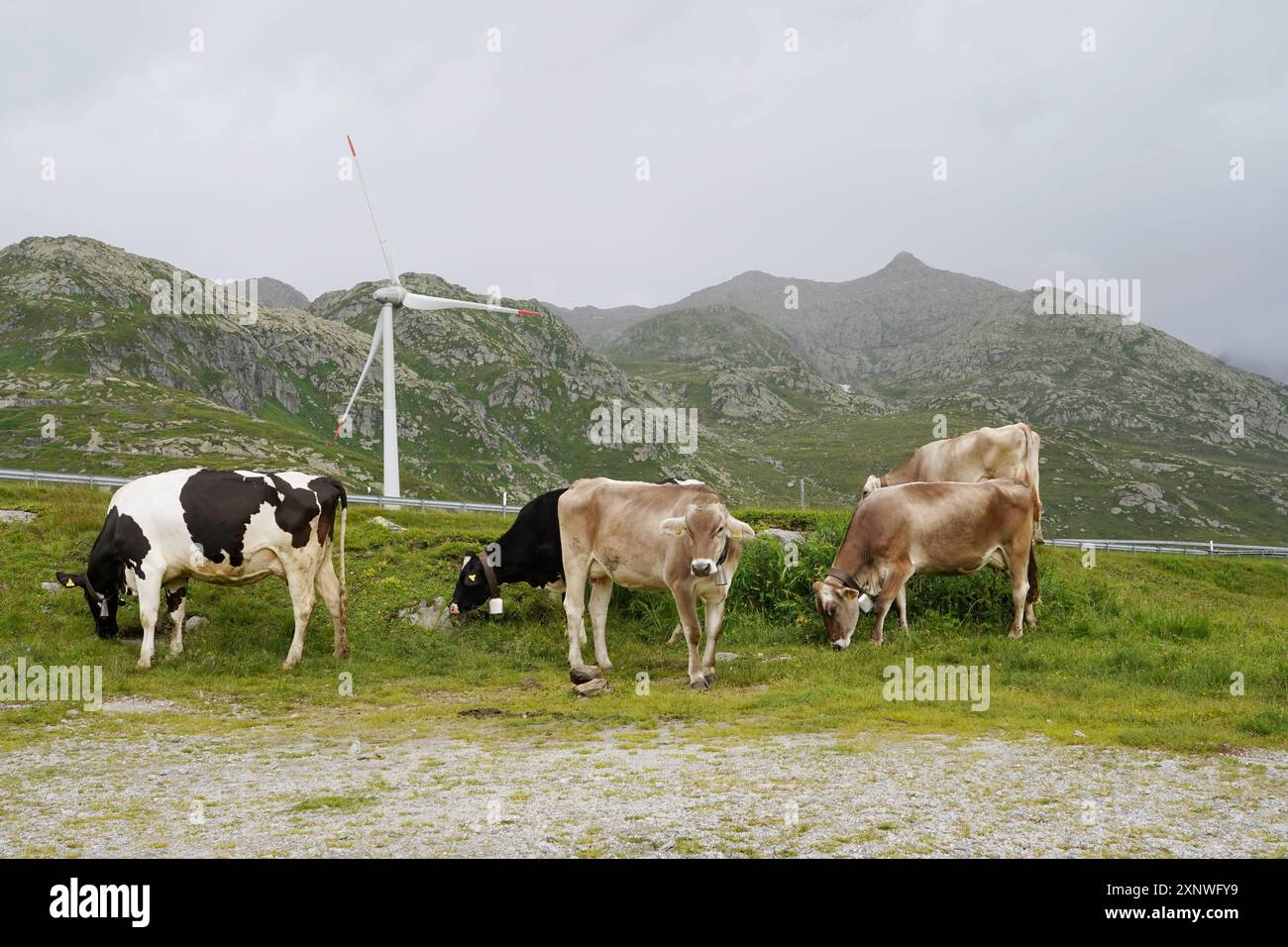 Anton Geisser 02.08.2024 Bild : Kuehe auf einer Weide. Hinten Gotthard Windpark Windraeder *** Anton Geisser 02 08 2024 Bild Kühe auf einer Weide hinter Gotthard Windpark Windräder Stockfoto
