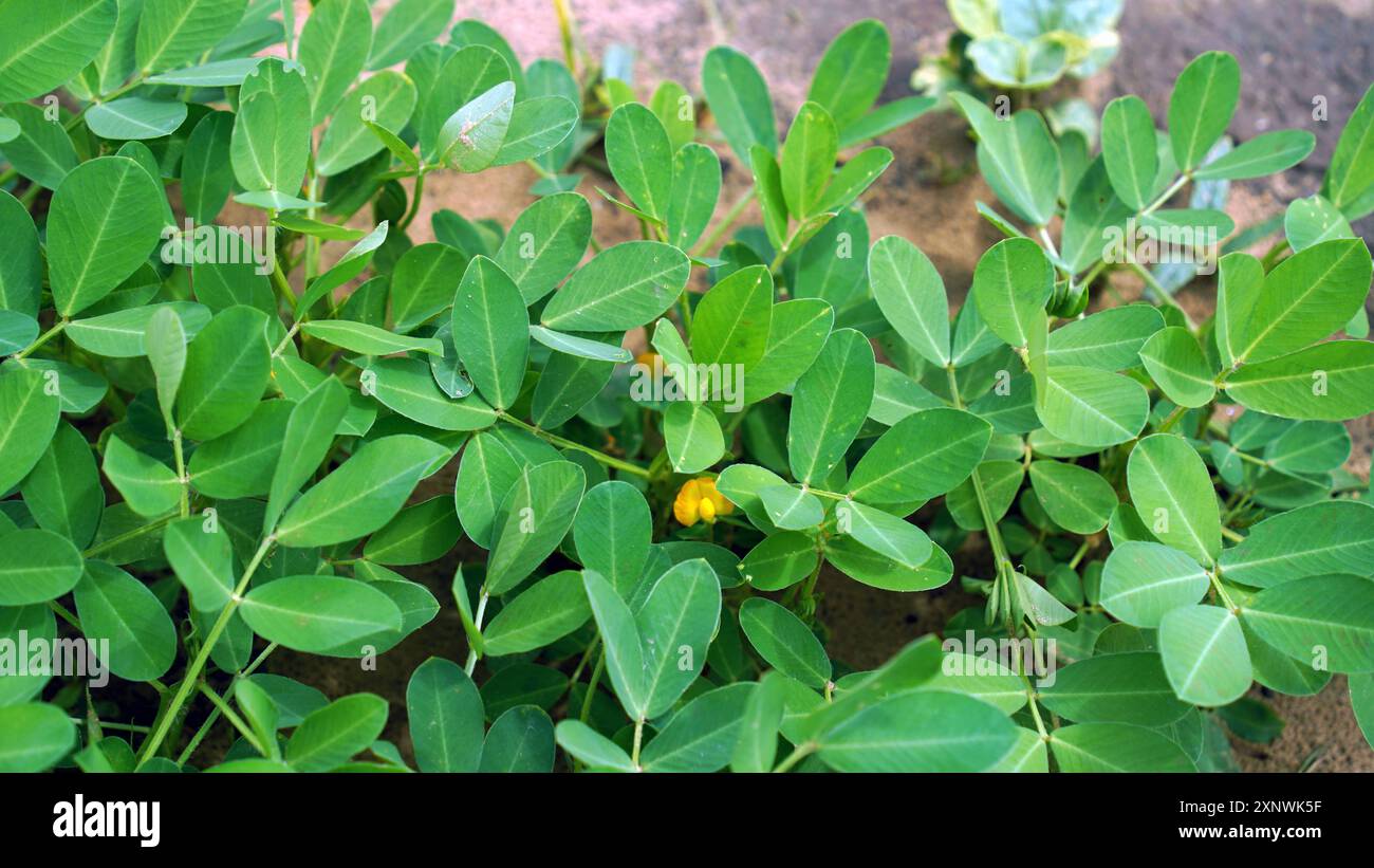 Erdnuss, auch bekannt als Erdnuss, Goober, pindar oder Affennuss, und taxonomisch klassifiziert als Arachis hypogaea, ist eine hauptsächlich angebaute Leguminose Stockfoto