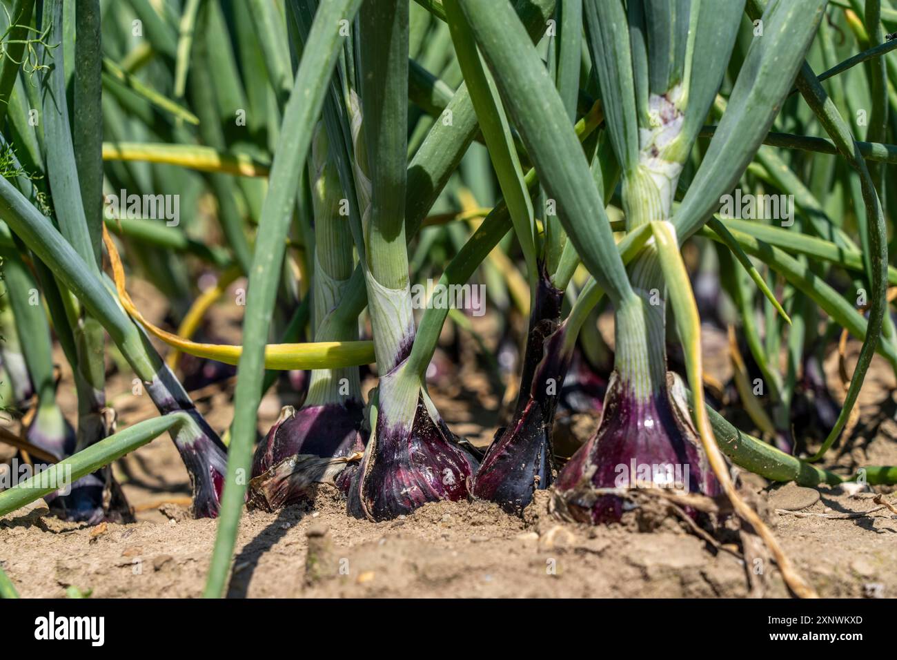 Zwiebelanbau, auf einem Feld, rote Zwiebeln, NRW, Deutschland, Stockfoto