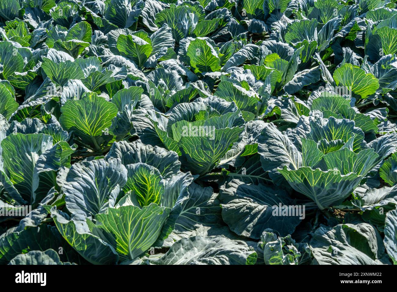 Kohleanbau, auf einem Feld, junger Weißkohl, NRW, Deutschland, Stockfoto