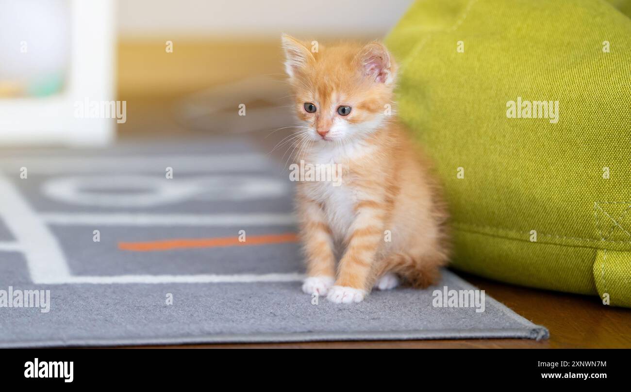 Einheimisches Ingwer verspieltes süßes Kätzchen, das auf dem Teppich sitzt. Stockfoto