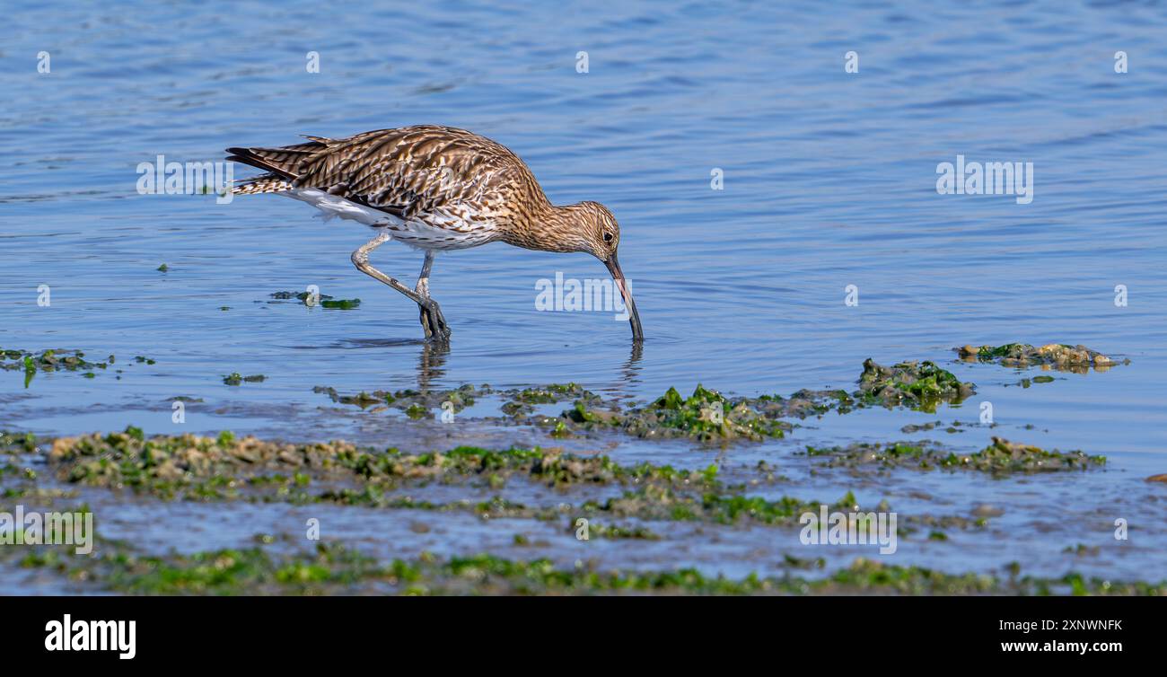 Eurasischer Brach / gewöhnlicher Brach (Numenius arquata), der im Flachwasser durch die Untersuchung von weichem Schlamm auf Würmer im Wattenmeer in Salzwiesen im Sommer auf Nahrungssuche sucht Stockfoto