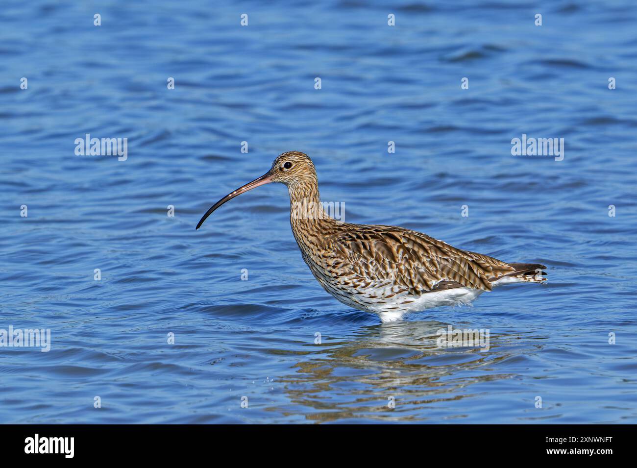 Eurasischer Brach / gewöhnlicher Brach (Numenius arquata), der im Sommer im Flachwasser des Teichs im Salzmarsch entlang der Nordseeküste auf der Suche ist Stockfoto