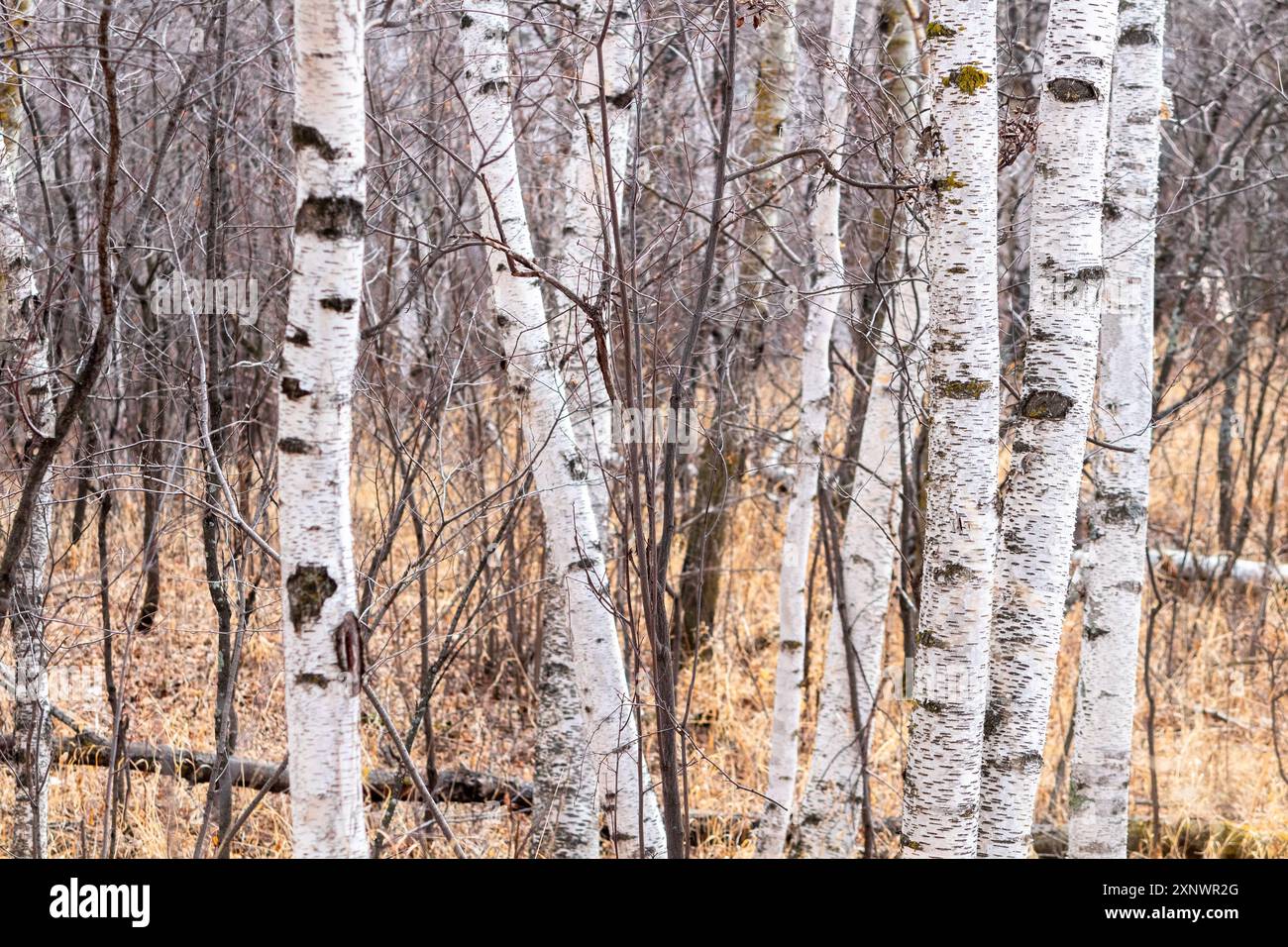 Ruhige Birkenbäume im Herzen des Elk Island National Park, Alberta, Kanada Stockfoto