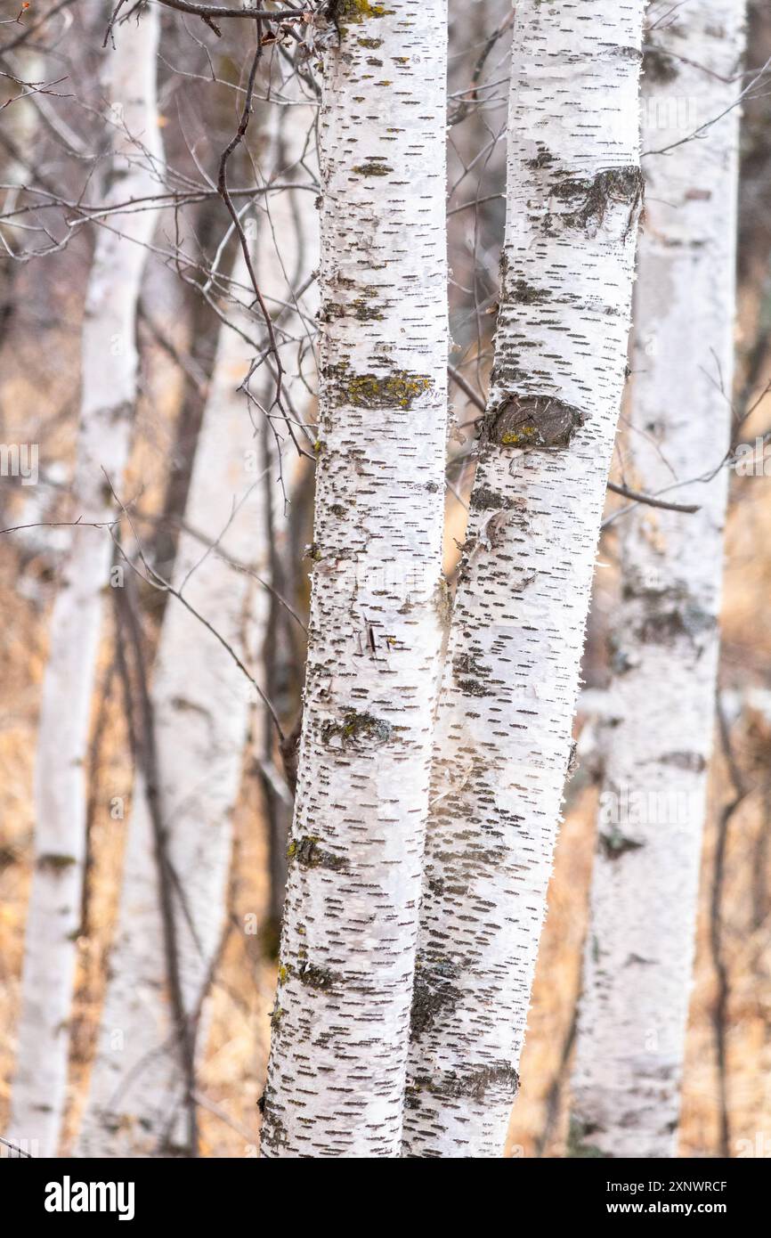 Ruhige Birkenbäume im Herzen des Elk Island National Park, Alberta, Kanada Stockfoto