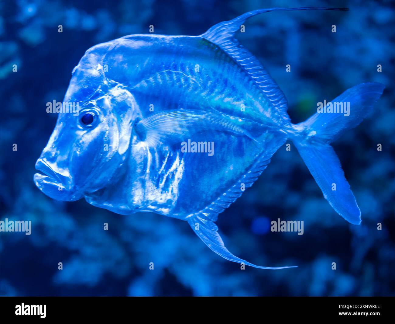 Der Lookdown oder Selene vomer ist eine Art von Wildfischen. Glänzender, reflektierender Spiegelfisch im Tank mit Wasser. Unterwasserleben im Aquarium. Stockfoto