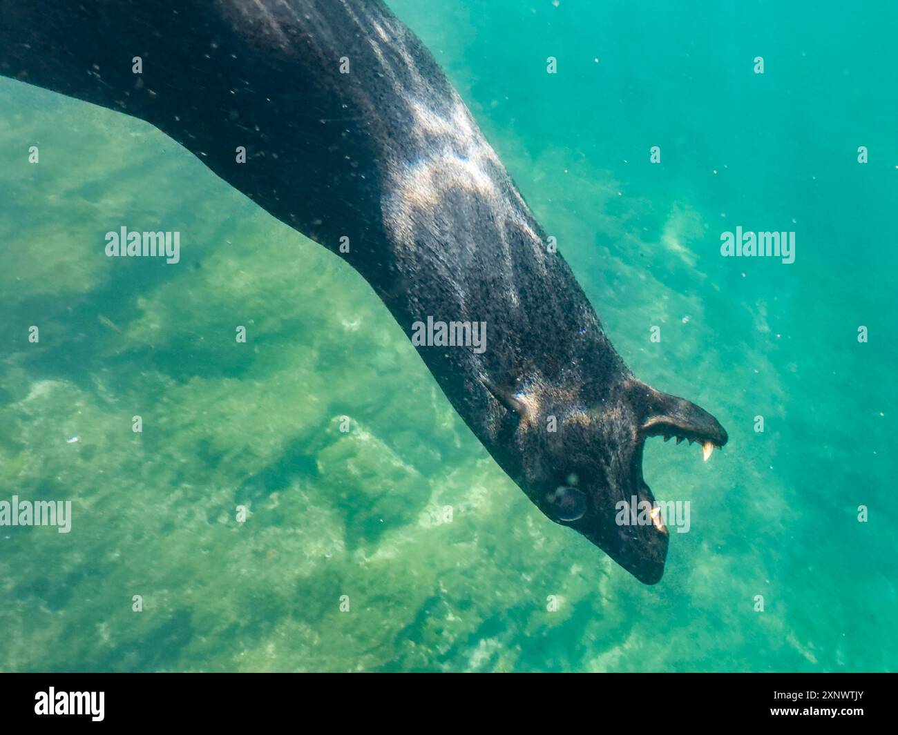 Guadalupe Pelzrobbe Arctocephalus townsendi, Unterwasser auf Las Animas Island, Baja California Sur, Meer von Cortez, Mexiko, Nordamerika Copyright: Mich Stockfoto