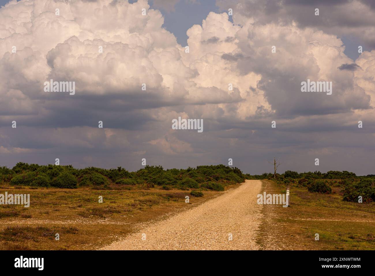 Cumulonimbuswolken und potenzielles Gewitter im Sommer, Großbritannien Stockfoto