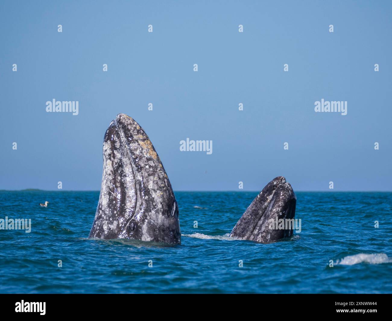 Ausgewachsene kalifornische Grauwale Eschrictius robustus, Spionagejäger in der San Ignacio Lagoon, Baja California, Mexiko, Nordamerika Copyright: MichaelxNolan Stockfoto