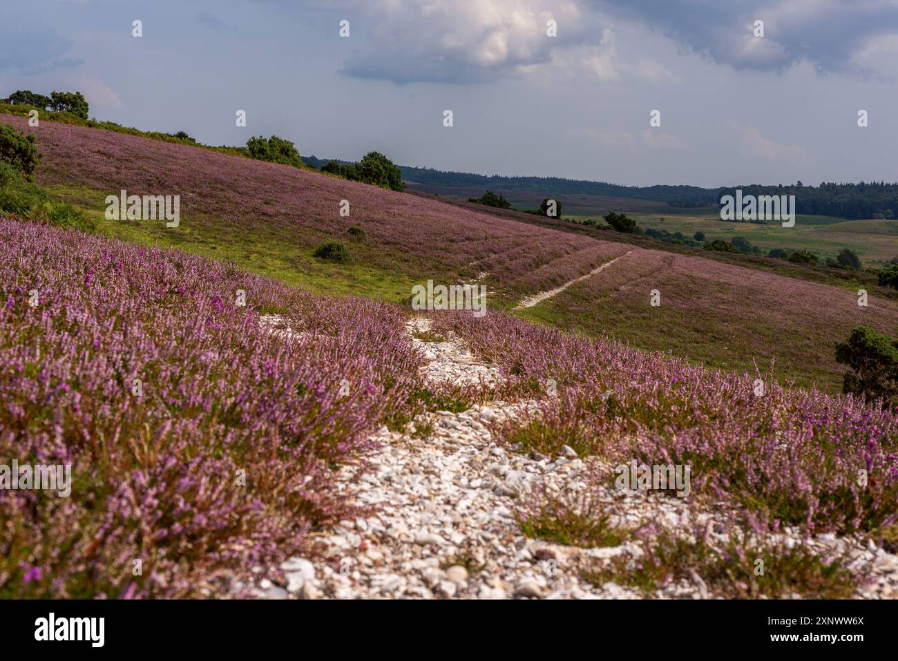 New Forest Landschaft im August mit violettem Heidekraut, weißem Steinweg durch den im August, Sommer. Stockfoto