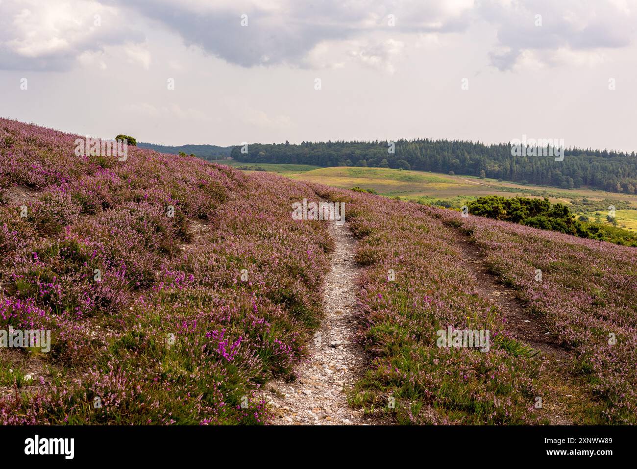 New Forest Landschaft im August mit violettem Heidekraut, weißem Steinweg durch den im August, Sommer. Stockfoto
