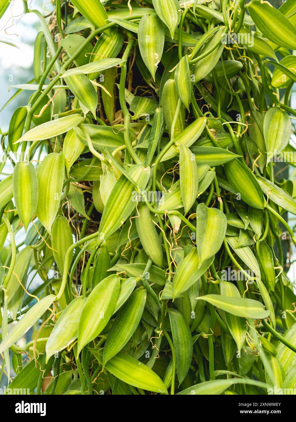 Grüne Blätter von Vanilla planifolia, Art der Vanilleorchidee. Der Anbau von Speisepflanzen im Gewächshaus. Blumenzucht und Botanik als Hobby oder Geschäft. Flach Stockfoto