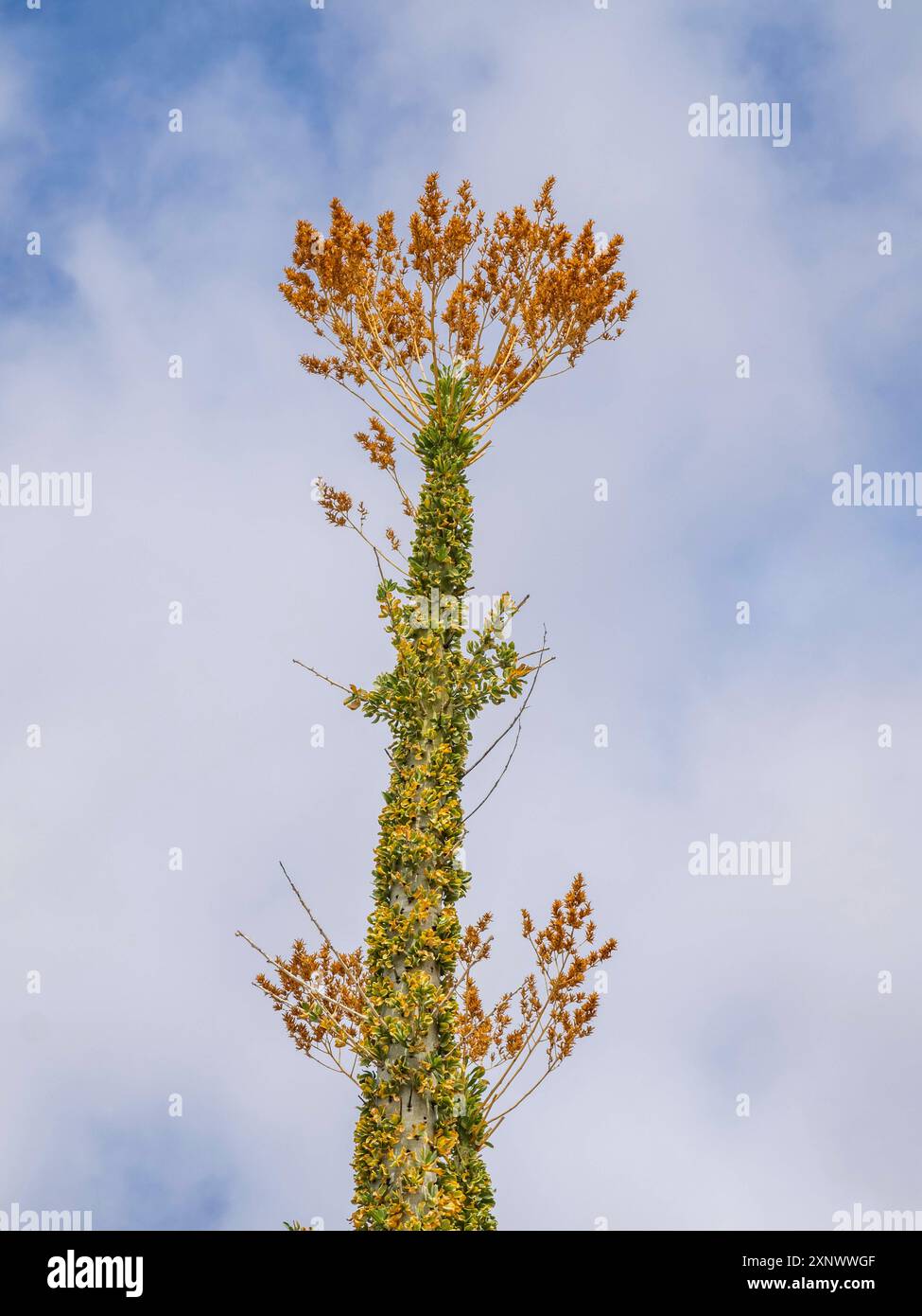 Boojum Tree Fouquieria columnaris, etwas außerhalb von Bahia de los Angeles, Baja California, Sea of Cortez, Mexiko, Nordamerika Copyright: MichaelxNolan 1 Stockfoto