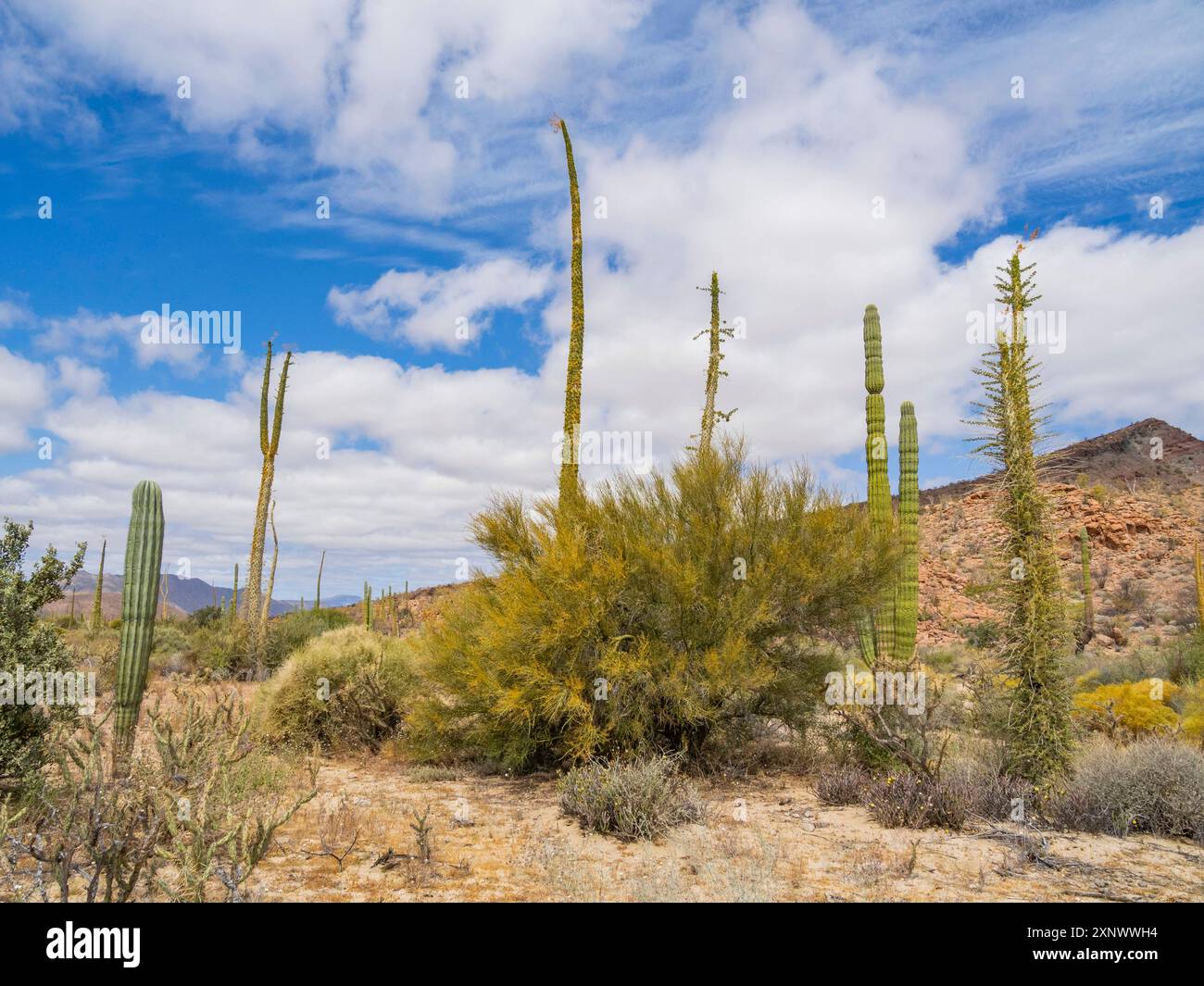 Boojum Tree Fouquieria columnaris, etwas außerhalb von Bahia de los Angeles, Baja California, Sea of Cortez, Mexiko, Nordamerika Copyright: MichaelxNolan 1 Stockfoto