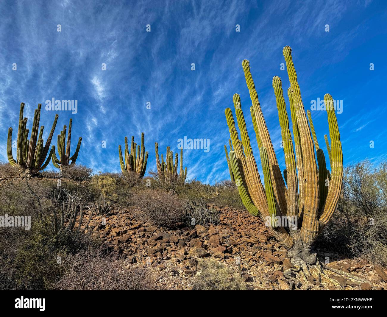 Mexikanischer Riese cardon Pachycereus pringlei, auf Isla San Esteban, Baja California, Sea of Cortez, Mexiko, Nordamerika Copyright: MichaelxNolan 1112-89 Stockfoto