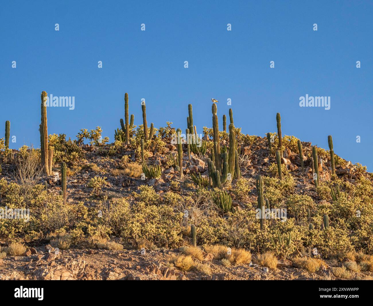 Kakteen bedecken eine kleine Insel in Bahia las Animas bei Sonnenaufgang, Baja California, Sea of Cortez, Mexiko, Nordamerika Copyright: MichaelxNolan 1112-8964 Stockfoto