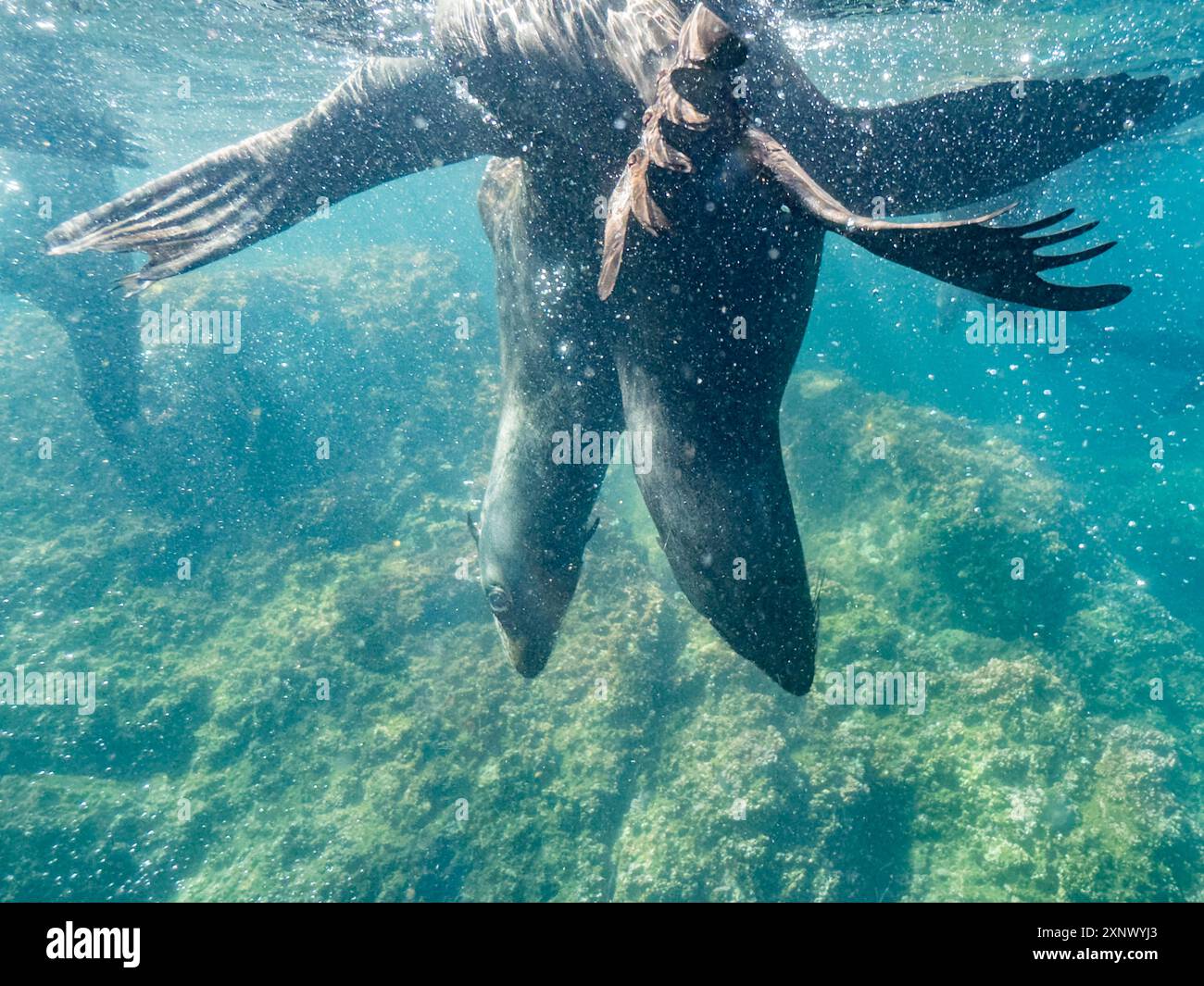 Guadalupe Pelzrobben (Arctocephalus townsendi), Unterwasser auf Las Animas Island, Baja California Sur, Meer von Cortez, Mexiko, Nordamerika Stockfoto