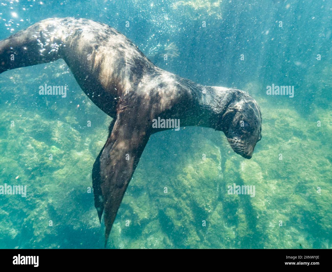 Guadalupe Pelzrobbe (Arctocephalus townsendi), Unterwasser auf Las Animas Island, Baja California Sur, Meer von Cortez, Mexiko, Nordamerika Stockfoto