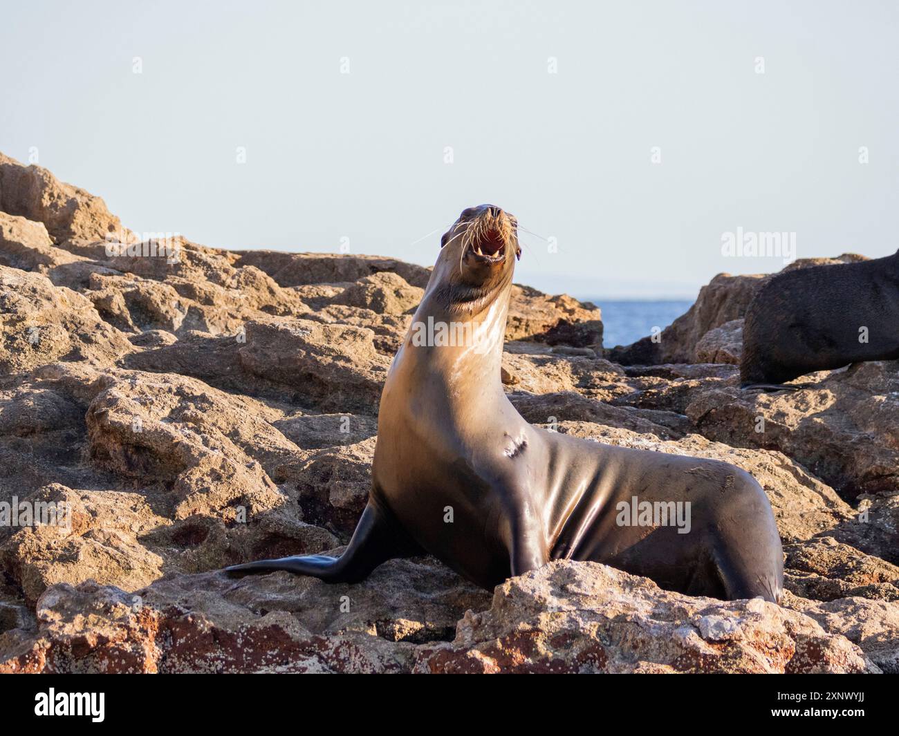 Der kalifornische Seelöwe (Zalophus californianus) wurde auf der Isla San Pedro Martir, dem Meer von Cortez, Mexiko, Nordamerika, ausgetragen Stockfoto