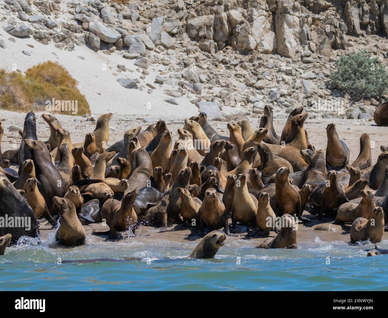 Kalifornische Seelöwen (Zalophus californianus), die am Strand in Puerto Refugio, Baja California, Sea of Cortez, Mexiko, Nordamerika, auftauchen Stockfoto