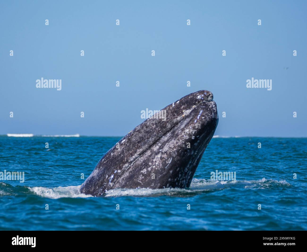 Ausgewachsener kalifornischer Grauwal (Eschrictius robustus), Spionagejäger in der San Ignacio Lagoon, Baja California, Mexiko, Nordamerika Stockfoto