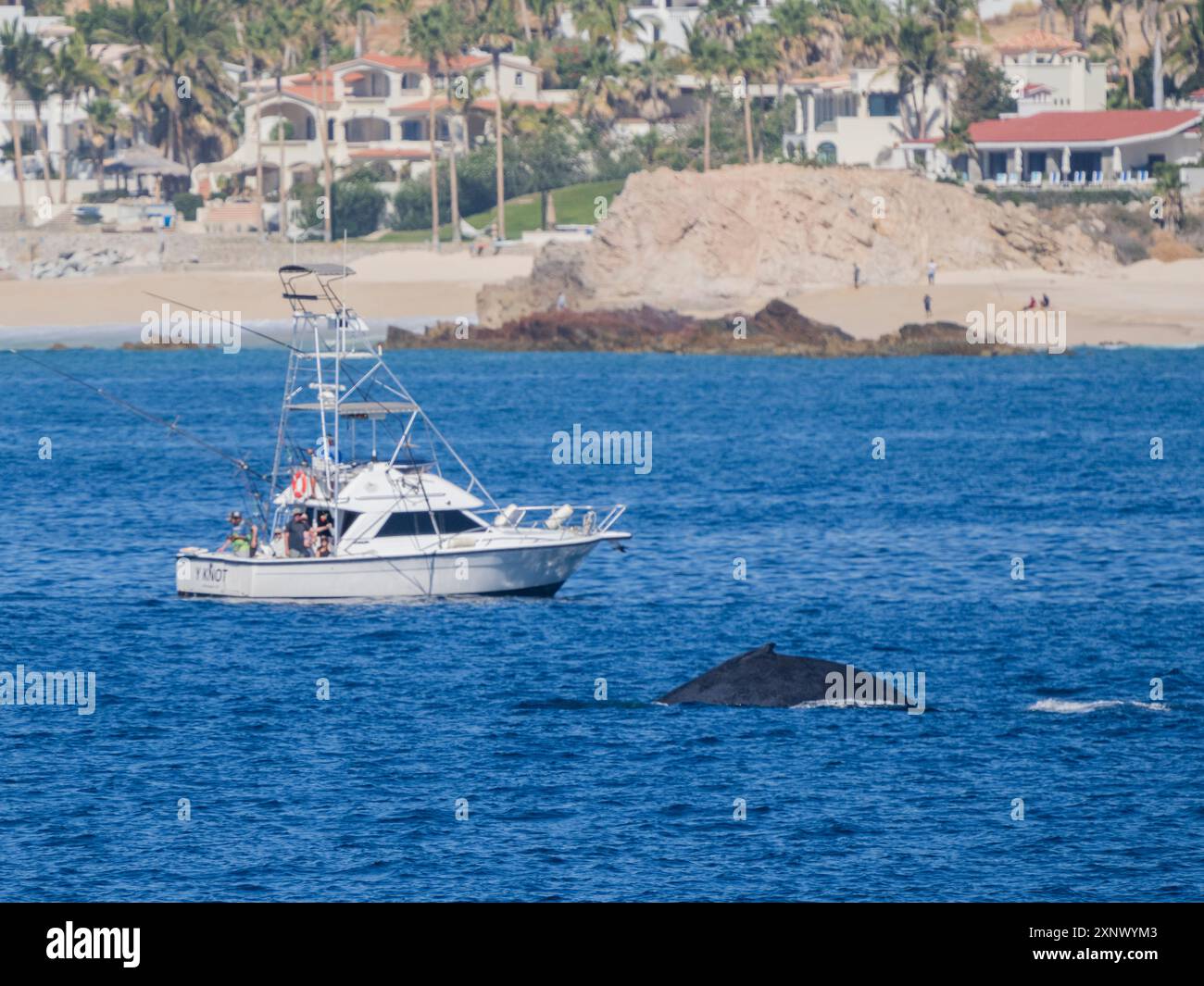 Buckelwal (Megaptera novaeangliae), in der Nähe des Fischerbootes, San Jose del Cabo, Baja California Sur, Mexiko, Nordamerika Stockfoto