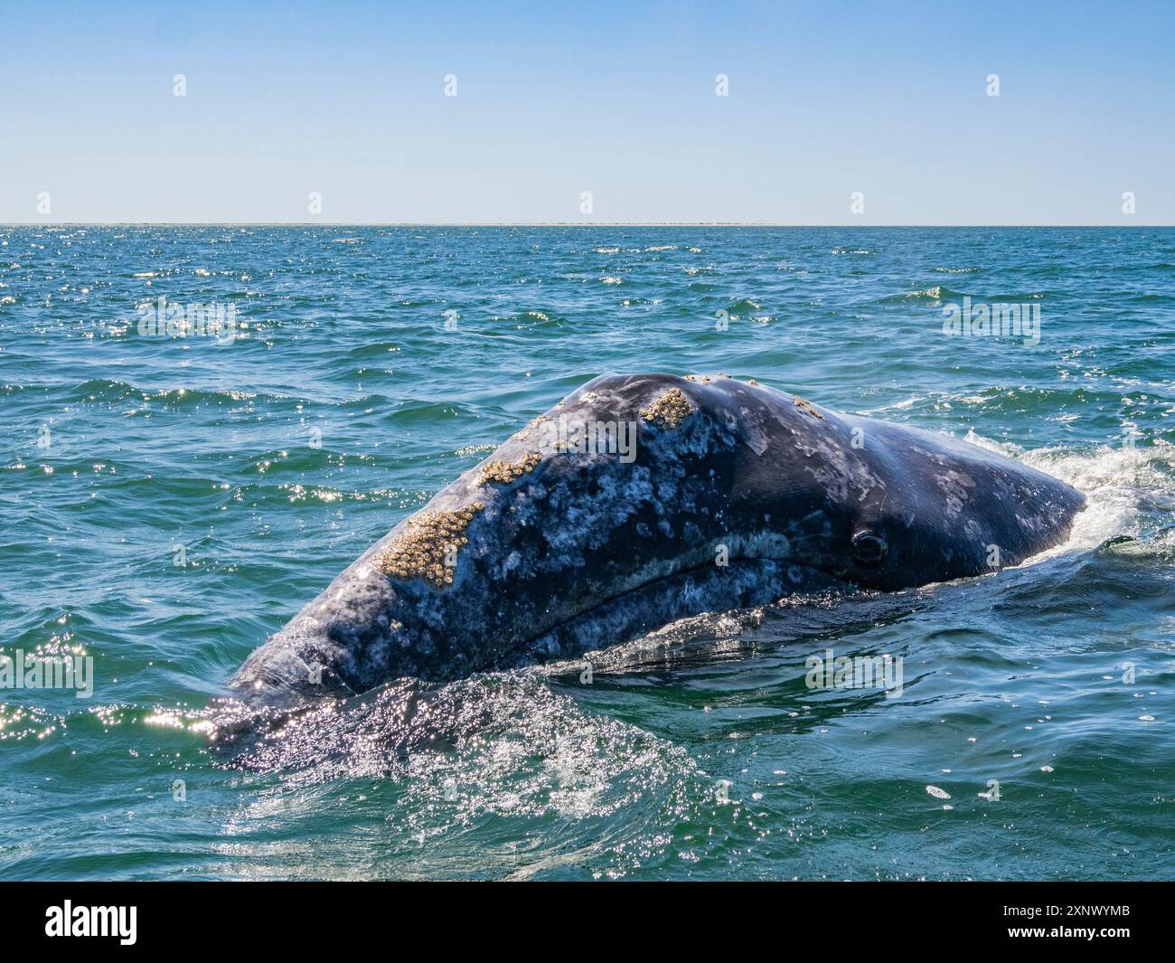 Ausgewachsener kalifornischer Grauwal (Eschrictius robustus), taucht in der Nähe des Bootes in der San Ignacio Lagune, Baja California, Mexiko, Nordamerika auf Stockfoto